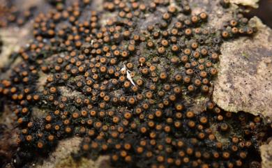 Byssosphaeria schiedermayeriana (Fuckel) Barr 希德梅爾氏麻球腔菌