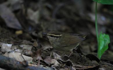 Urosphena squameiceps (Swinhoe, 1863) 短尾鶯