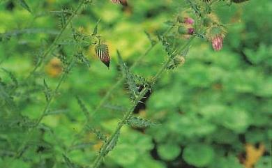 Cirsium ferum 鱗毛薊