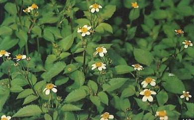 Bidens pilosa var. radiata 大花咸豐草