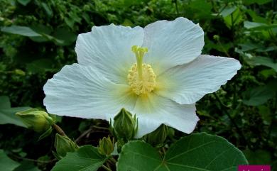 Hibiscus taiwanensis S.Y.Hu 山芙蓉