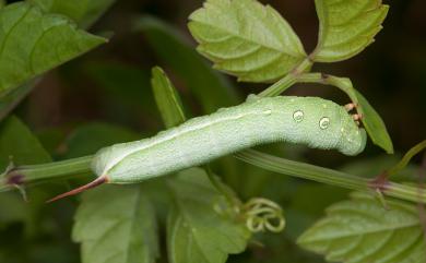 Theretra japonica (Boisduval, 1869) 日本斜紋天蛾