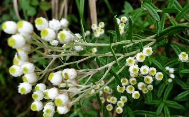 Anaphalis morrisonicola Hayata 玉山抱莖籟簫