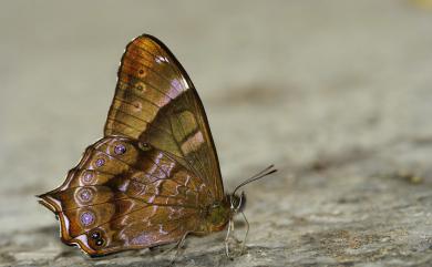 Zophoessa dura neoclides (Fruhstorfer, 1909) 大幽眼蝶