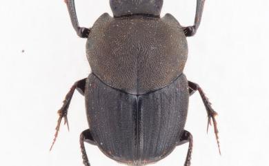 Onthophagus yubarinus Matsumura 長脛嗡蜣螂