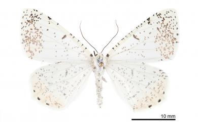 Ourapteryx variolaria Inoue, 1985 褐尾尺蛾