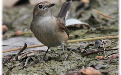 Ficedula parva (Bechstein, 1792) 紅胸鶲