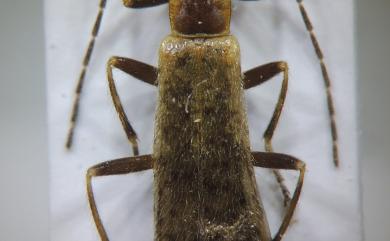 Stenothemus cou Hsiao, 2015 鄒狹胸菊虎