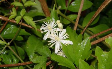 Clematis grata Wall. 串鼻龍