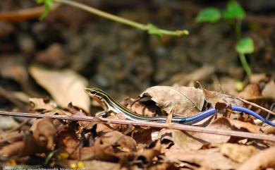 Plestiodon elegans (Boulenger, 1887) 麗紋石龍子