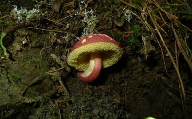 Boletellus obscurecoccineus 深紅條孢牛肝菌