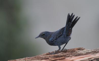 Monticola solitarius pandoo 藍磯鶇