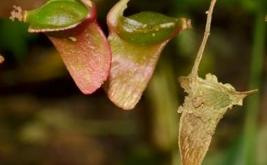 Begonia wutaiana 霧台秋海棠