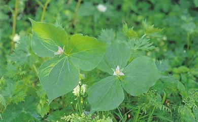 Trillium tschonoskii Maxim. 延齡草