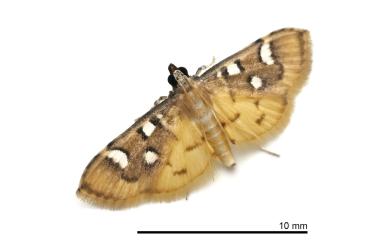 Cotachena pubescens (Warren, 1892) 毛錐歧角螟蛾