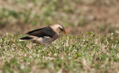 Acridotheres burmannicus (Jerdon, 1862) 葡萄胸椋鳥