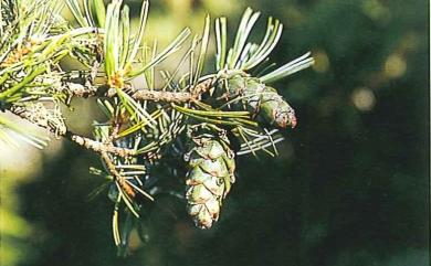 Pinus morrisonicola 臺灣五葉松