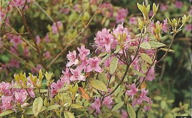 Rhododendron rubropilosum var. rubropilosum 紅毛杜鵑