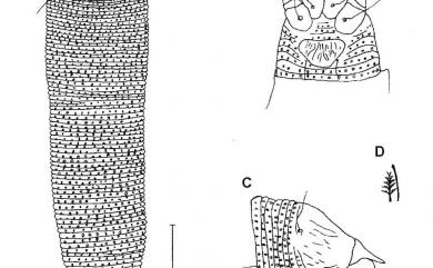 Aceria lanyuensis Huang, 2001 蘭嶼瘤節蜱