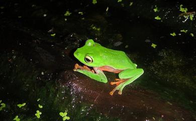 Zhangixalus aurantiventris (Lue, Lai & Chen, 1994) 橙腹樹蛙