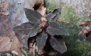 Cheirostylis rubrifolius 紅衣指柱蘭