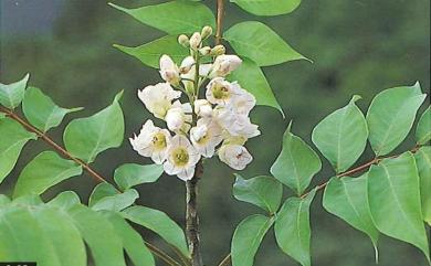 Bretschneidera sinensis Hemsl. 鐘萼木
