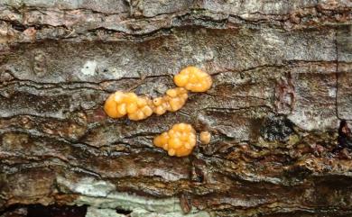 Dacrymyces 花耳屬