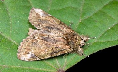 Plotheia exacta (Semper, 1900) 紋皮瘤蛾