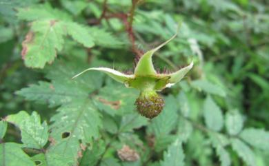Rubus croceacanthus var. croceacanthus 虎婆刺