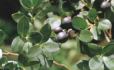 Syzygium paucivenium 疏脈赤楠