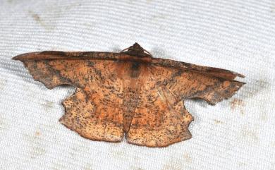 Fascellina chromataria Walker, 1860 褐缺口尺蛾