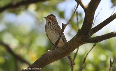 Emberiza pusilla Pallas, 1776 小鵐