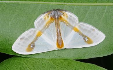 Macrocilix mysticata flavotincta Inoue, 1988 啞鈴帶鉤蛾