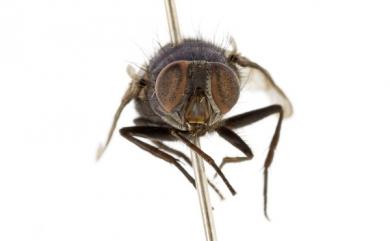 Lucilia porphyrina (Walker, 1857) 紫綠蠅