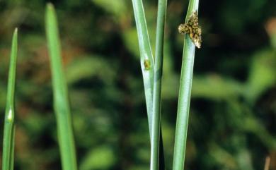 Schoenoplectiella mucronata subsp. robusta 水毛花