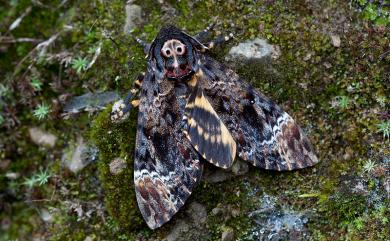 Acherontia lachesis Fabricius, 1798 人面天蛾