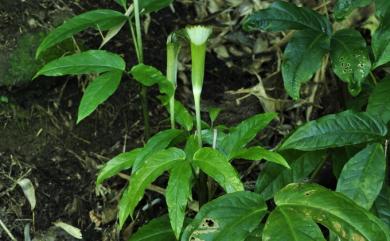 Arisaema grapsospadix Hayata 毛筆天南星