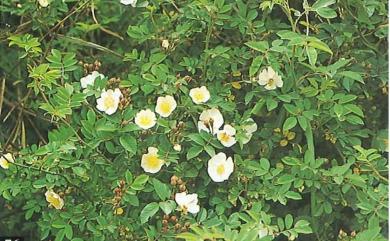 Rosa transmorrisonensis 高山薔薇