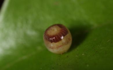 Polyura eudamippus formosana (Rothschild, 1899) 雙尾蛺蝶