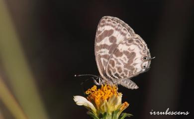 Leptotes plinius (Fabricius, 1793) 細灰蝶