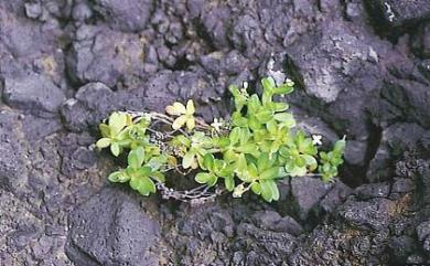 Leptopetalum biflorum 雙花耳草