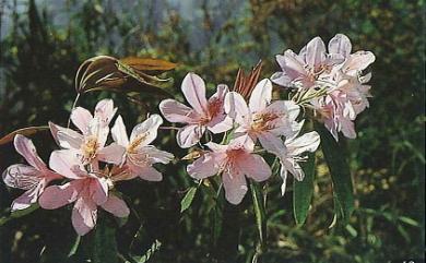Rhododendron leptosanthum 西施花