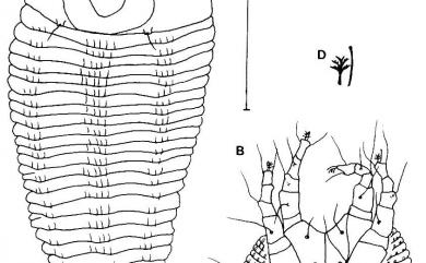 Tegolophus dirotuadus Huang, 2001 雙圈頂冠節蜱
