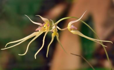 Bulbophyllum macraei (Lindl.) Rchb.f. 烏來捲瓣蘭