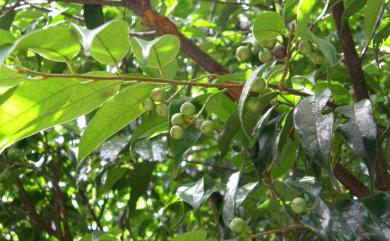 Prunus phaeosticta var. phaeosticta 墨點櫻桃