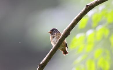 Muscicapa ferruginea (Hodgson, 1845) 紅尾鶲