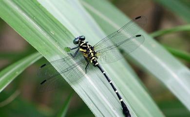 Heliogomphus retroflexus (Ris, 1912) 曲尾春蜓