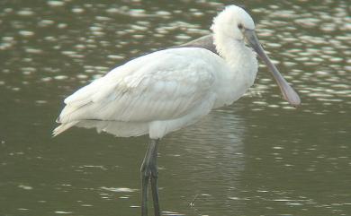 Platalea leucorodia leucorodia Linnaeus, 1758 白琵鷺