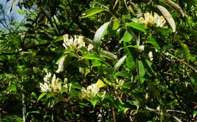 Lonicera acuminata 阿里山忍冬