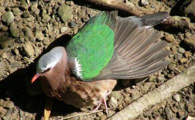 Chalcophaps indica (Linnaeus, 1758) 翠翼鳩